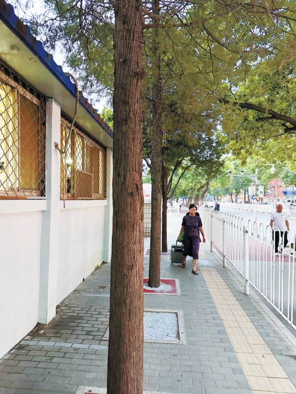 全国前三配资排名 北医三院南门外人行道 柏树长中间 路窄不好走